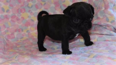 Craigslist pug - BREEDING BLACK PUG PAIR · Balch Springs · 10/6. hide. dog chug small female · LEWISVILLE · 10/5 pic. hide. Doug the Puggle · Spiro · 10/5 pic. hide. Yorkie Boy · Mansfield · 10/5 pic. hide. Looking for a small dog like pug chawwia Boston terrie · Carterville · 10/5.